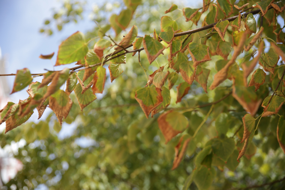Сентябрь 2025 года в Петербурге вошел в тройку самых теплых